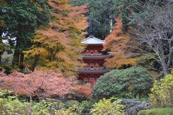 平成25年11月28日現在の岩船寺の紅葉2