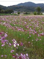 平成25年10月17日現在の恭仁宮のコスモス1