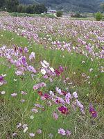 平成25年10月17日現在の恭仁宮のコスモス2