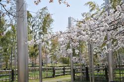 平成25年3月30日現在のふれあい広場の桜1