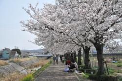 平成25年3月30日現在のふれあい広場の桜2