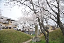 平成25年4月2日現在の藤原百川公墓の桜