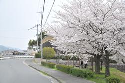 平成25年4月2日現在の八木邸周辺の桜