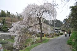 平成25年4月2日現在の当尾地域の枝垂桜