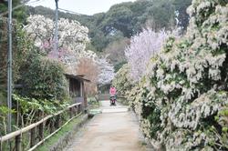 平成25年4月2日現在の浄瑠璃寺のさまざまな花1