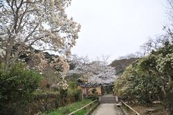 平成25年4月2日現在の浄瑠璃寺のさまざまな花2