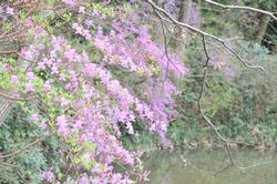 平成25年4月2日現在の浄瑠璃寺のさまざまな花3