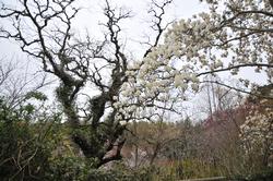 平成25年4月2日現在の浄瑠璃寺のさまざまな花4