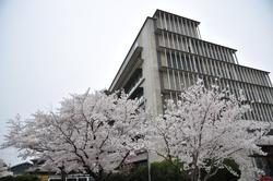 平成25年4月2日現在の市役所の桜