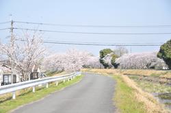 平成25年4月4日現在の不動川沿いの桜