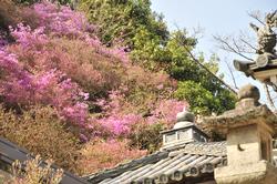 平成25年4月4日現在の神童寺のミツバツツジ1