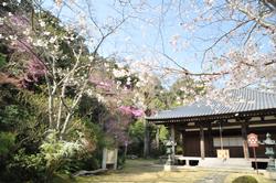 平成25年4月4日現在の神童寺のミツバツツジ2