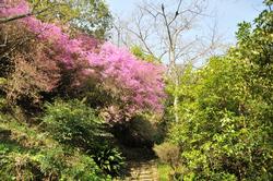 平成25年4月4日現在の神童寺のミツバツツジ3