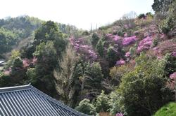 平成25年4月4日現在の神童寺のミツバツツジ4