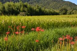 平成25年9月18日現在の咲き始めの恭仁宮跡の彼岸花2