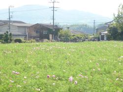 平成24年10月16日現在の恭仁京跡の写真1