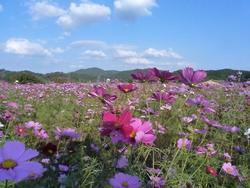 平成24年10月31日現在の恭仁宮跡の見頃のコスモス