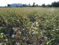 平成24年10月31日現在の恭仁宮跡の見頃過ぎのソバの花1