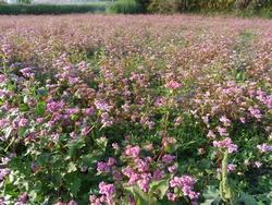平成24年10月31日現在の恭仁宮跡の見頃の赤いソバの花1