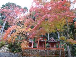 平成24年11月15日現在の海住山寺の紅葉1