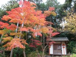 平成24年11月15日現在の海住山寺の紅葉2