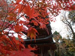 平成24年11月15日現在の海住山寺の紅葉4