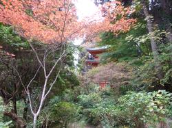 平成24年11月15日現在の見頃前の岩船寺1
