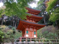 平成24年11月15日現在の見頃前の岩船寺2