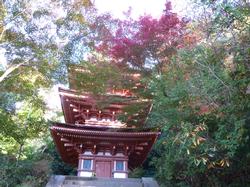 平成24年11月15日現在の見頃前の浄瑠璃寺3