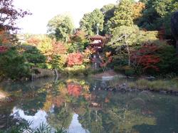平成24年11月15日現在の見頃前の浄瑠璃寺4