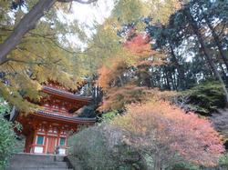 平成24年11月28日現在の岩船寺の紅葉2