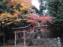 平成24年11月28日現在の岩船白山神社の紅葉