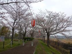 平成25年3月30日現在の咲き始めのふれあい広場の桜2