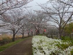 平成25年3月30日現在の咲き始めのふれあい広場の桜1