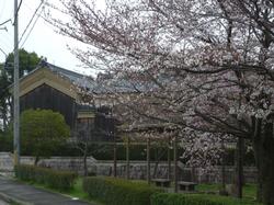 平成25年3月30日現在の八木邸周辺の桜