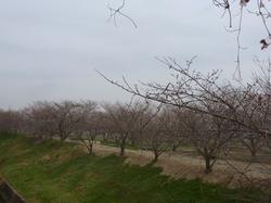 平成25年3月30日現在の蟹満寺の桜