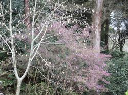 平成25年4月3日現在の岩船寺の木蓮、ミツバツツジ