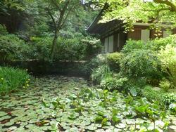 平成25年6月3日現在の岩船寺のスイレン、黄ショウブ