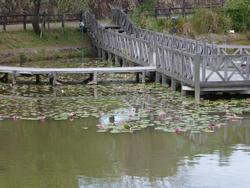 平成25年6月11日現在の木津川台公園池のスイレン1