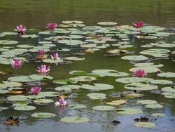 平成25年6月11日現在の木津川台公園池のスイレン2