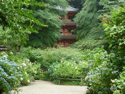 平成25年6月20日現在の岩船寺のアジサイ1