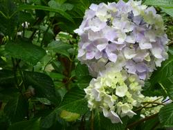 平成25年6月20日現在の岩船寺のアジサイ2