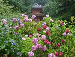 平成25年7月4日現在の岩船寺のアジサイ1