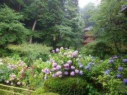 平成25年7月4日現在の岩船寺のアジサイ2