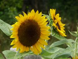 平成25年7月17日現在のふれあい広場のひまわり2