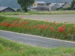 平成25年9月25日現在の恭仁宮の彼岸花