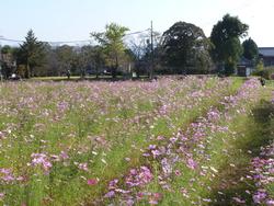 平成25年10月28日現在の恭仁宮のコスモス1