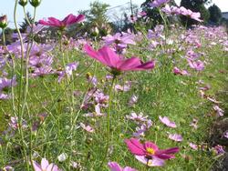 平成25年10月28日現在の恭仁宮のコスモス2