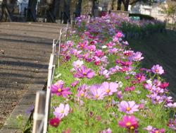 平成25年10月28日現在のふれあい広場のコスモス
