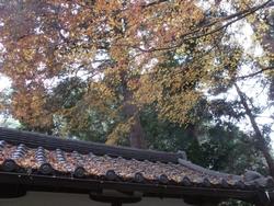 平成25年12月11日現在の岩船寺の紅葉